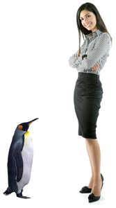 Penguin In The Room